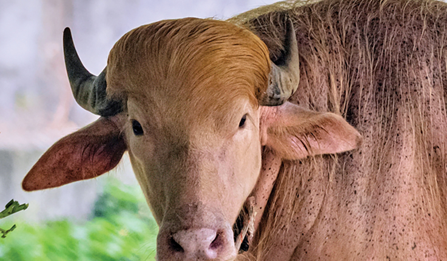 Buffalo Named Donald Trump For His Golden Locks Is A  Sensation At Zoo
