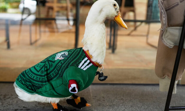 Meet Merlin The Duck, A Mexico City Streetside Regular Turned World Cup Mascot