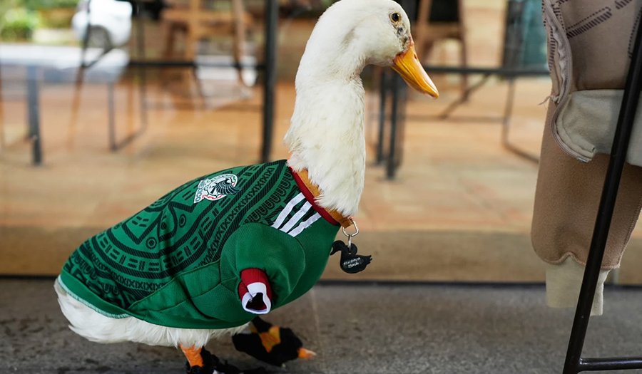 Meet Merlin The Duck, A Mexico City Streetside Regular Turned World Cup Mascot