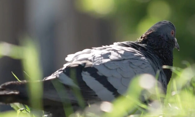 Pigeons May Be Navigating With Their Liver, Study Suggests