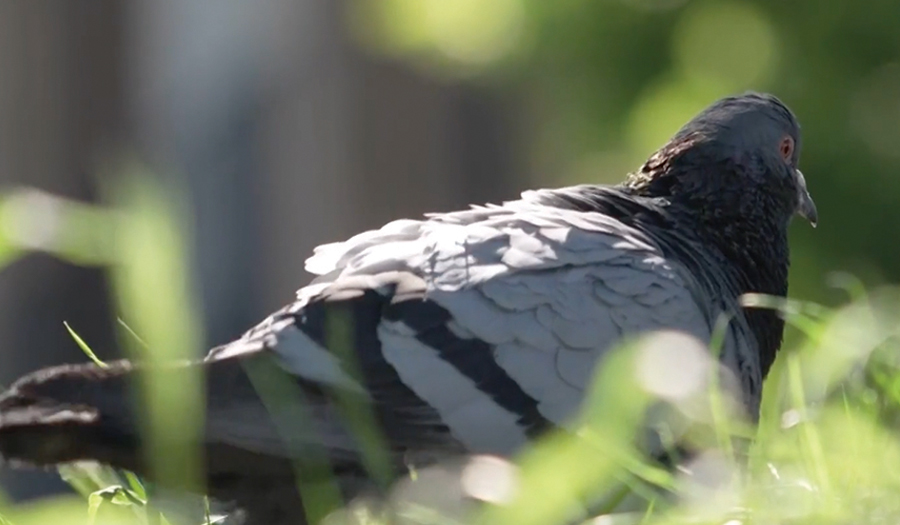 Pigeons May Be Navigating With Their Liver, Study Suggests