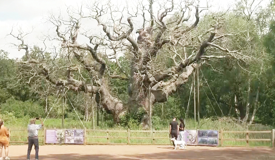 An Ancient Oak Tree Said To Have Sheltered Legendary Robin Hood Has Died