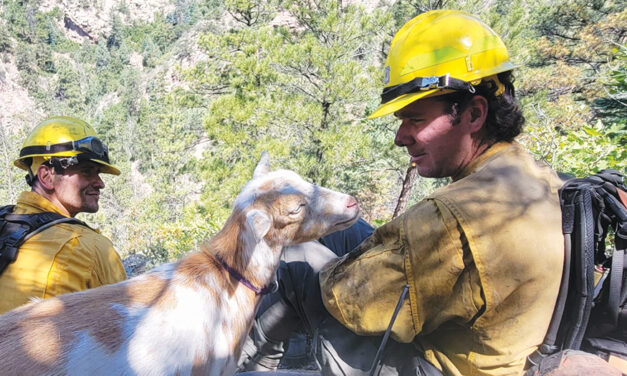 Hooved Friend Provides Moral Support To Firefighters