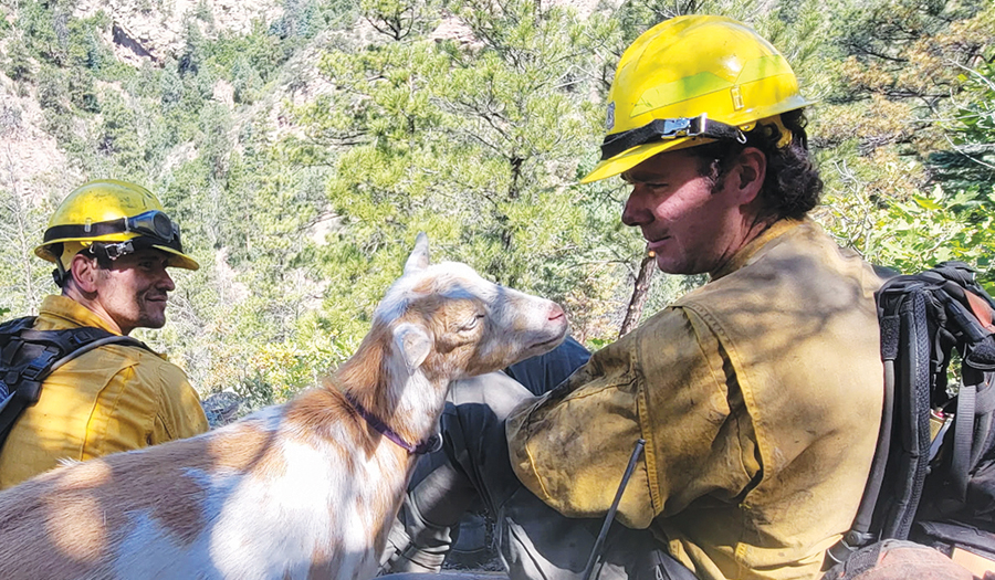 Hooved Friend Provides Moral Support To Firefighters