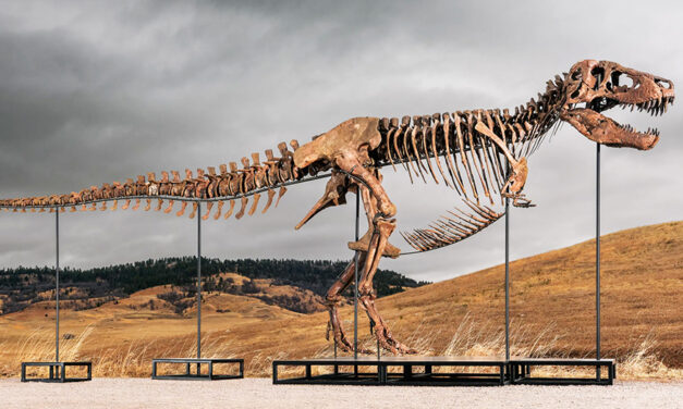 Mystery Bidder Buys T. Rex Nicknamed ‘Gus’ For A Record $50 Million At Auction