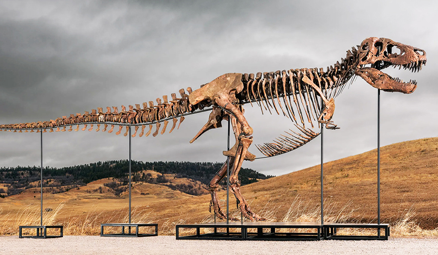 Mystery Bidder Buys T. Rex Nicknamed ‘Gus’ For A Record $50 Million At Auction