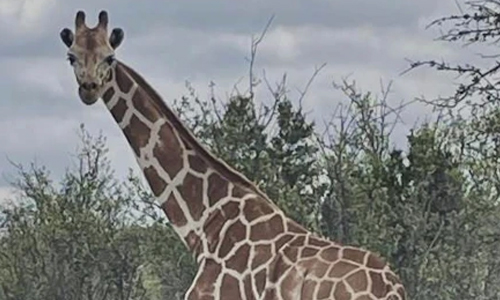Gracie The Giraffe, Who Went Missing After Wandering Off A Texas Ranch, Is Finally Found