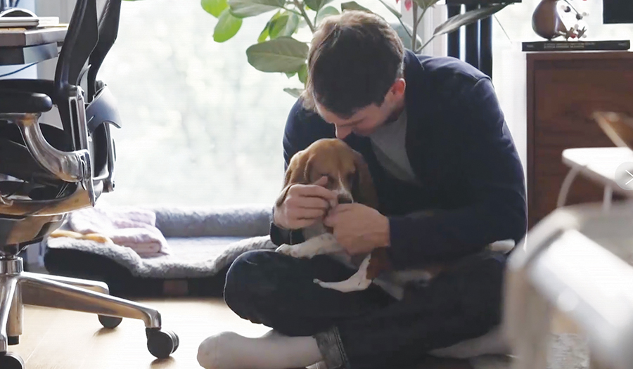 Gene-Edited Beagles May Offer A Future  Option For People With Dog Allergies