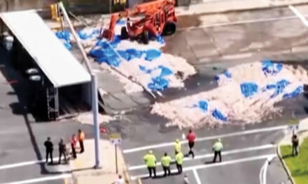 Truckload Of Squid Spills Into The Street, Creating A Smelly Mess In The Summer Heat