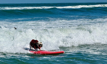 Top Dogs Ride Waves At World Dog Surfing Championships