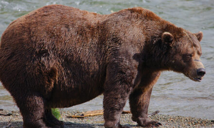 Fat Bear Week Opens For  Alaska’s  Heavyweight Crown. Can Chunk Win Again?