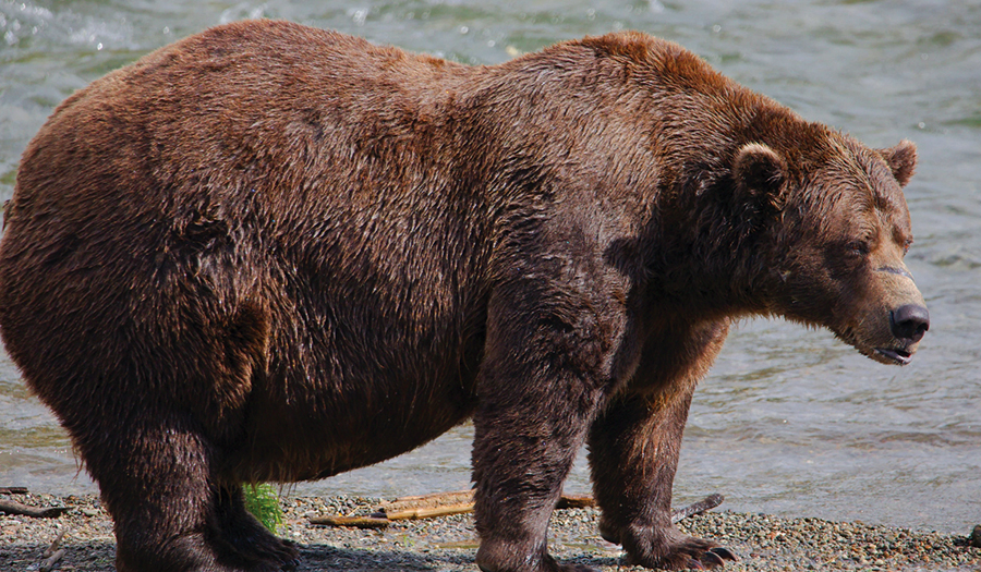 Fat Bear Week Opens For  Alaska’s  Heavyweight Crown. Can Chunk Win Again?