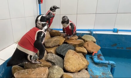 Injured Penguins Sport Copper Vests To Help Them Heal