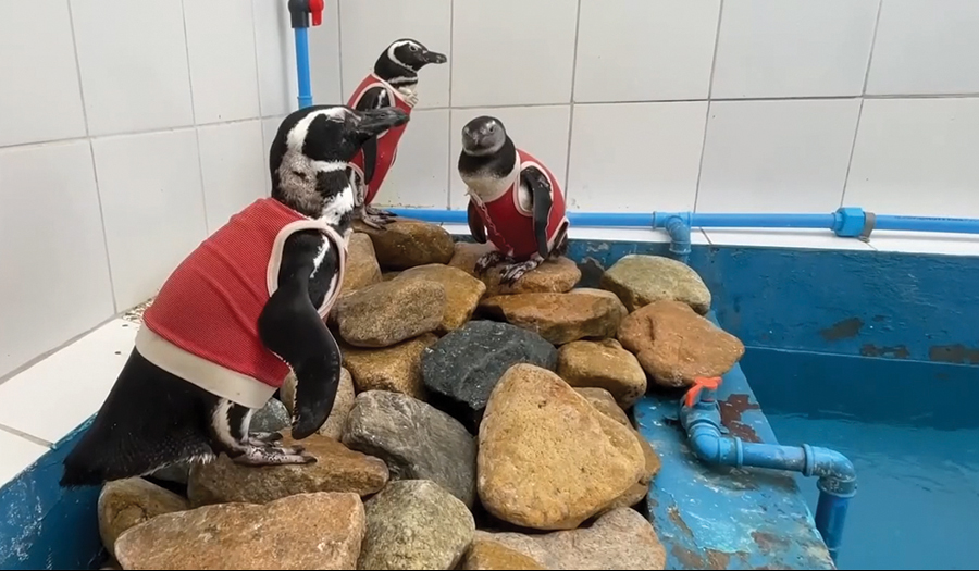 Injured Penguins Sport Copper Vests To Help Them Heal