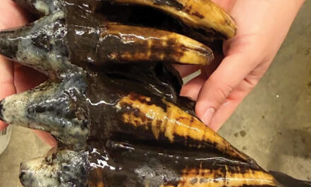 Well-Preserved Tooth From Pacific Mastodon Found In A Creek In San Francisco Bay Area