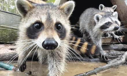 A Raccoon Boot Camp In Mississippi Teaches Abandoned Kits Survival Skills
