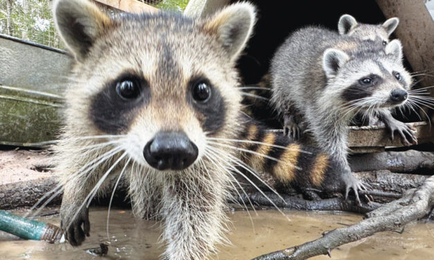 A Raccoon Boot Camp In Mississippi Teaches Abandoned Kits Survival Skills