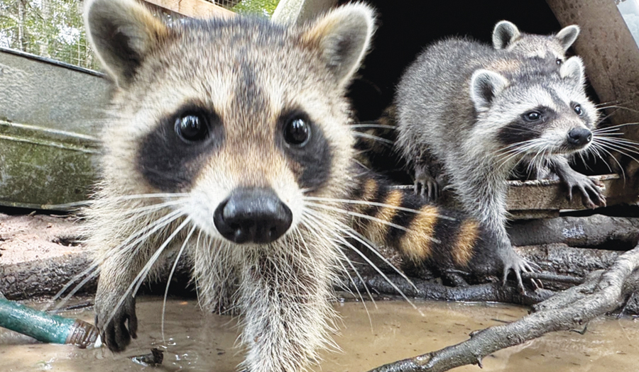 A Raccoon Boot Camp In Mississippi Teaches Abandoned Kits Survival Skills