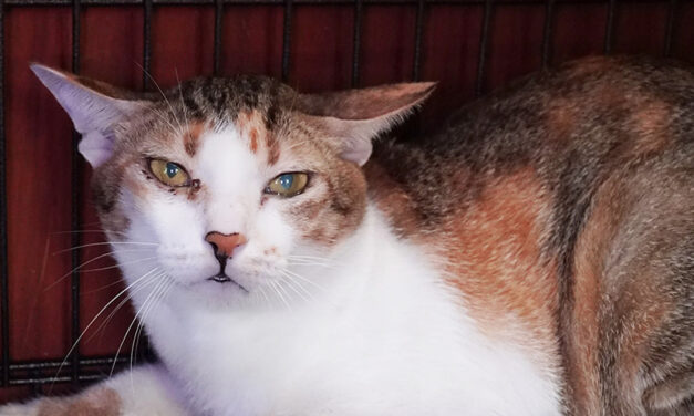 Police Arrest 12 Suspected Of Snatching Cats For Meat