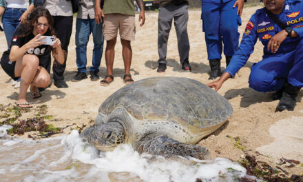 Indonesia Returns 20 Green Sea Turtles To The Ocean After Bali Smuggling Raid
