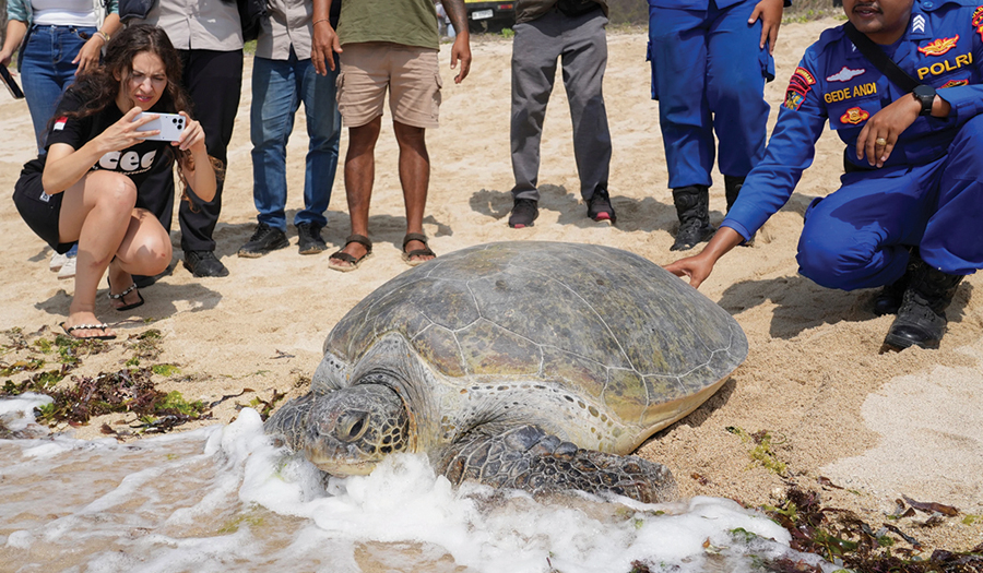 Indonesia Returns 20 Green Sea Turtles To The Ocean After Bali Smuggling Raid